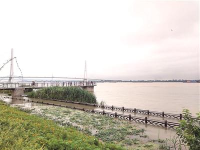 南京鱼嘴湿地公园，游览栈道被长江水淹没。吴 琼摄