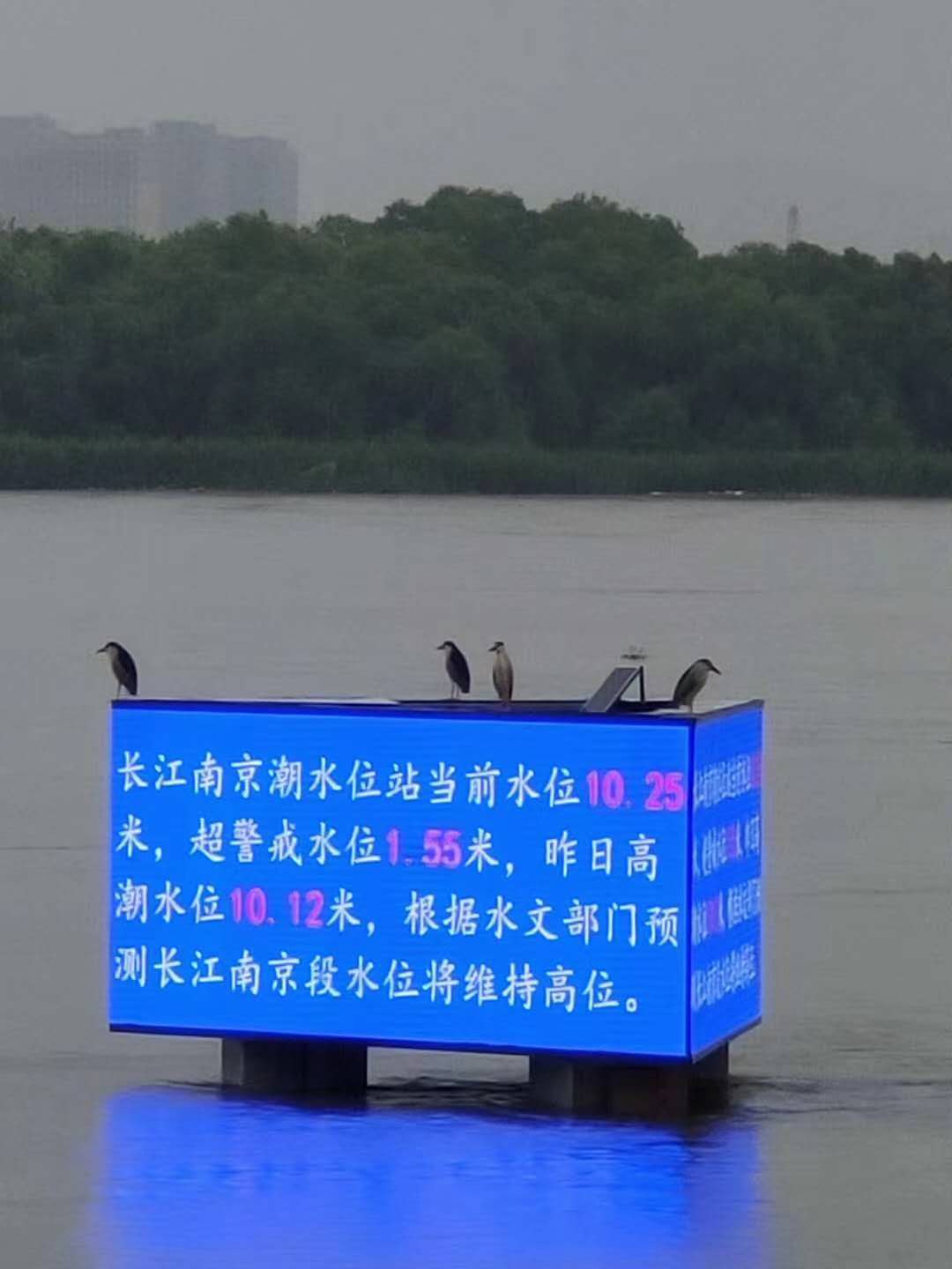 江苏入梅42天，他们鏖战在长江防汛测报一线
