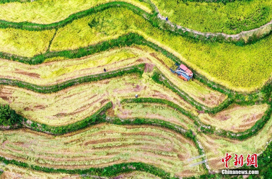 【中国农民丰收节】秋收盛景绘就“千里江山图”